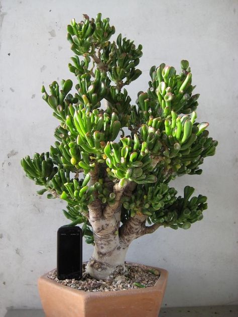 Gollum Jade Plant, Crassula Ovata Bonsai, Crassula Bonsai, Crassula Gollum, Bonsai Succulents, Gollum Jade, Jade Plant Bonsai, Bonsai Indoor, Kaktus Dan Sukulen