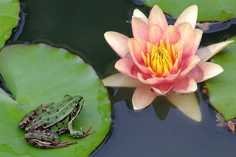 frog on a lilly pad Goat Jumping, Frogs On Lily Pads, Frog Lily Pad, Water Lilies Painting, Lilly Pad, Frog Tattoos, Lily Painting, Pin Search, Water Lilly