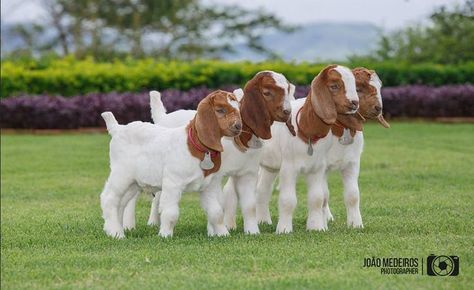 Dog Breeding Kennels, Backyard Goats, Goat Life, Goat Picture, Show Goats, Raising Farm Animals, Boer Goats, Pygmy Goat, Baby Farm Animals