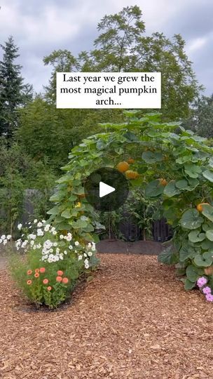 62K views · 11K reactions | It's going well friend!!

You can comment "arch" to get our FREE arch PDF to your DM's!

One side got eaten by bunnies or quail and I had to move two pumpkins over

One side has 3 pumpkins 
The other side has 5 pumpkin plants 

One side has a few beans growing as I was worried it wouldn't have pumpkins! 🙃

The left side will catch up and reach the top in August!

The pumpkins are forming!!!

Stay tuned for the @floretflower flowers in front that will bloom later this month for the final view of 2024!

Comment "arch" to get our FREE ARCH PDF to your inbox! Check your DM's!! 

#arch #pumpkinarch #pumpkins #growpumpkins #backyardgardening #gardeningisfun #growfood #growagardenyoulove | Tasha Medve | 🌿sustainable living | zuubamusic · no ID Beans Growing, Pumpkin Arch, Pumpkin Plants, 3 Pumpkins, Planting Pumpkins, Growing Pumpkins, No Id, Growing Gardens, Growing Food