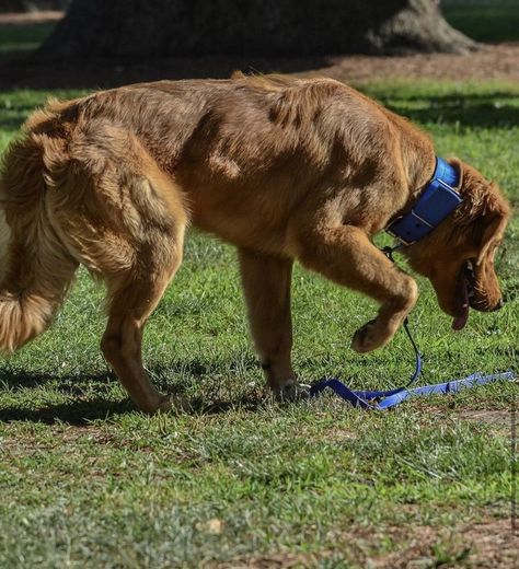 Fit Golden Retriever, Field Line Golden Retriever, Working Golden Retriever, Canine Poetry, Dog Pond, Dog Fitness, Dogs Aesthetic, Animal Photography Wildlife, Fit Dogs