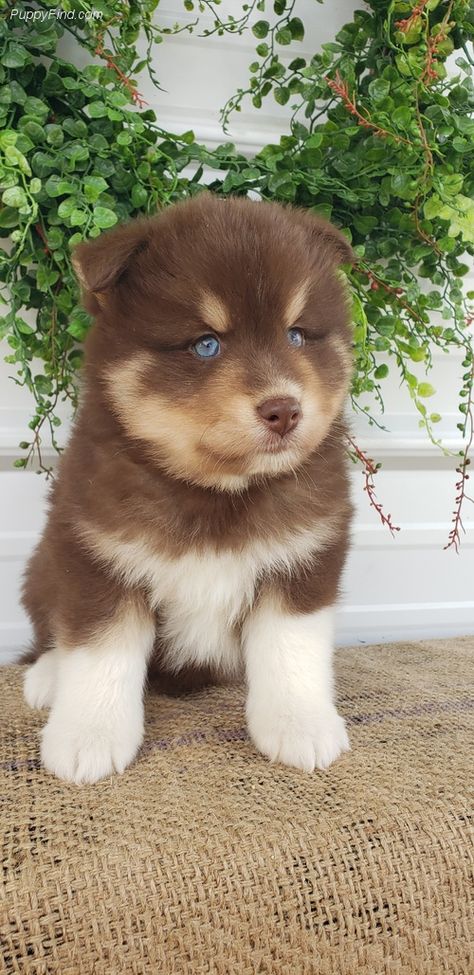 Who doesn't love those blue eyes!? Cute Dogs With Blue Eyes, Brown Dog With Blue Eyes, Husky Dogs Blue Eyes, Brown Husky Puppy, Dogs With Blue Eyes, Blue Eyed Husky, Dog With Blue Eyes, Dog Aesthetics, Blue Eyed Dog