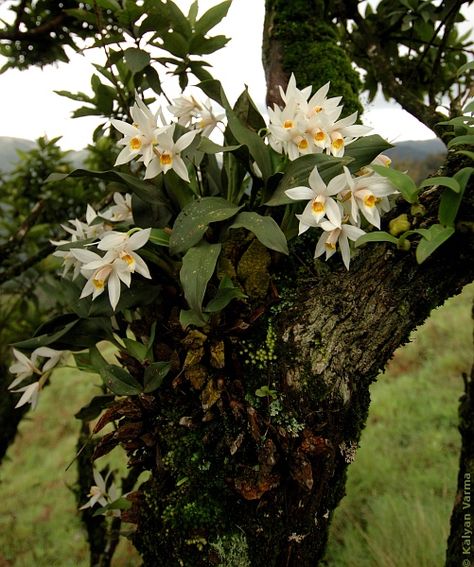 wild orchids | Wild Orchids - Habitat Orchid Garden Ideas, Flying Duck Orchid, Anacacho Orchid Tree, Sarcochilus Orchids, White Nun Orchid, Wild Orchids, Orchid Photography, Spotted Orchid, Rare Orchids