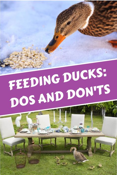 What to feed ducks, how to prepare DIY duck feed, and what to avoid. Learn about the best food for ducks at different stages of life. FAQs included. What To Feed Ducks, Duck Keeping, Duck Feeder, Duck Enclosure, Feeding Ducks, Different Stages Of Life, Duck Feed, Duck Coop, Stages Of Life