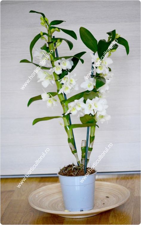 Dendrobium Nobile, Fig, Orchids, Herbs, Plants, Floral