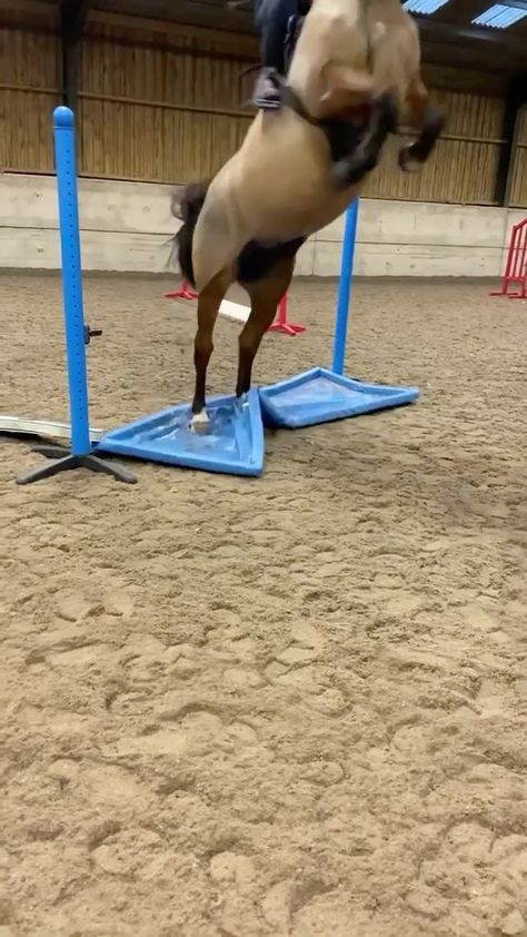 Falling Off Horse, Horse Fails, Pong Table, Fail Video, Funny Horse, Crazy Funny, Touch Me, Memes Funny, Equestrian