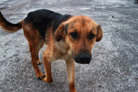 Mongrel Dogs, Wolf Pictures, Types Of Dogs, 7th Grade, Mixed Breed, Working Dogs, Stray Dog, Animal Kingdom, Golden Retriever