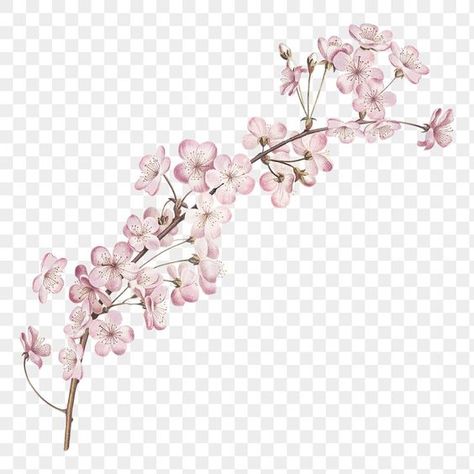 Pink Flower Transparent Background, Pink Icons Transparent Background, Pink Stickers Png, Flower No Background, Flower Png Aesthetic, Anime Transparent Background, Pink Png Aesthetic, Pink Transparent Png, Png Icons Transparent