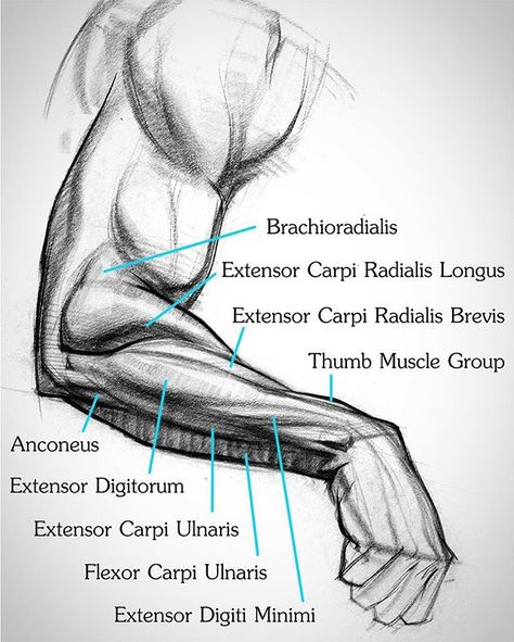 This ended up being one of my favorite body parts to draw so far in the anatomy course. I used to hate forearms! Proko.com/181  #disegno #dibujo #draw #arm #drawing #sketching #anatomy #charcoal #proko #art #shading Forearm Anatomy, Arm Anatomy, Body Part Drawing, Male Figure Drawing, Anatomy Tutorial, Human Anatomy Drawing, Human Figure Drawing, Human Anatomy Art, Human Drawing