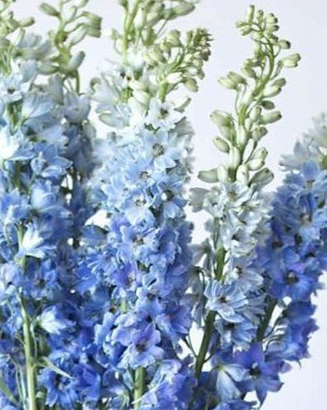 Pre Order DELPHINIUM 'Belladonna Cliveden Beauty | Etsy Wedding Flower Guide, Delphinium Flowers, Blue Delphinium, Blue Wedding Flowers, Vase Arrangements, Diy Wedding Flowers, Event Flowers, Wholesale Flowers, Wedding Flower Arrangements