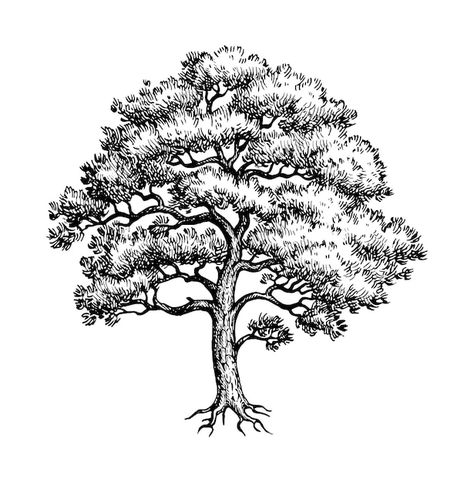 Oak Tree Drawings, Olive Tattoo, Illustration Realistic, Realistic Sketch, Hand Drawn Vector Illustrations, Tree Illustration, Tree Silhouette, Hand Drawn Vector, Tree Drawing