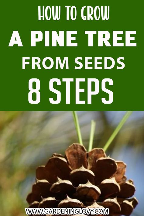 Plant Pine Cones, How To Grow Pine Cones, How To Grow A Tree From A Pinecone, Grow Pine Tree From Pine Cone, Planting Pine Cones, Planting A Pine Cone, Growing A Pine Tree From A Pinecone, Grow Pinecone, Grow A Pinecone