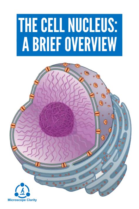 The nucleus is a crucial organelle that functions as the control center or ‘leader’ of the cell. The nucleus performs two critical functions; it stores the organism’s instruction manual in the form of DNA and regulates all the cell’s activities including growth, reproduction, communication, gene expression and protein synthesis. Cell Nucleus, S Activities, Biology Lessons, Bible Words Images, Control Center, Gene Expression, Protein Synthesis, Living Things, Bible Words