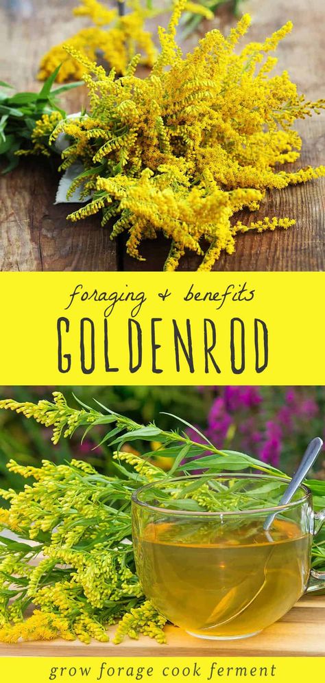 Start summer foraging off right with the sunny goldenrod flower. Not only is it a staple in edible wild plant identification, but it boasts impressive goldenrod benefits. You can crafty natural remedies like goldenrod tincture and tea with medicinal flower is both a treat for the eyes and healing herb for health. How To Make Goldenrod Tincture, Benefits Of Goldenrod, Goldenrod Medicinal Uses, Golden Rod Tea, Goldenrod Jelly Recipe, Goldenrod Tincture Benefits, Goldenrod Tincture Recipe, Golden Rod Benefits, Golden Rod Tincture