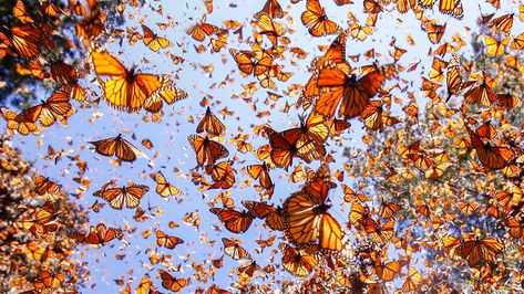 Butterfly Swarm, Monarch Butterfly Migration, Butterfly Migration, Milkweed Plant, Time Is Now, Butterflies Flying, Spiritual Symbols, Black Wings, The Time Is Now