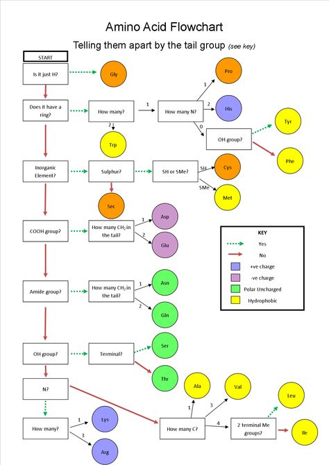 I've made a flowchart to help me tell amino acids apart (until I know them a bit better, that is!) - Imgur Organic Chemistry Notes, Medical Inspiration, Biochemistry Notes, Cell Metabolism, Chemistry Basics, Mcat Study, Notes Creative, Study Chemistry, Chemistry Education