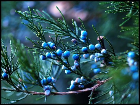 winter berries Juniper Aesthetic, Berries Photography, Winter Scrapbooking, Blue Berries, Winter Berries, Nature Picture, Juniper Berries, Conifer Trees, Photography Professional