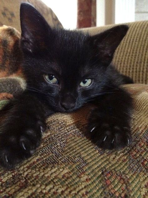 Black Kitten, A Black Cat, I Love Cats, Pretty Cats, Kitty Cats, Black Cats, Adorable Animals, Cats And Dogs, Cat Lady