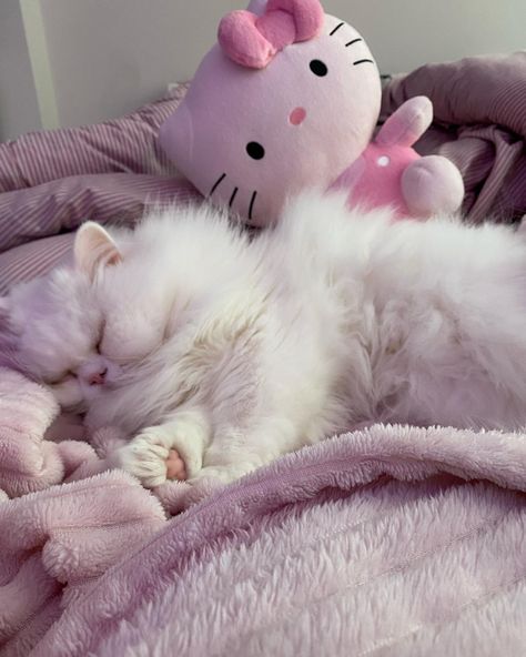 Cat / kitty / persian cat / hello kitty / hellikitty / plushie / pink room / cozy Draw Cute Cat, Cute Cats Pictures, Persian Kittens, Cat Breed, Persian Cat, Doll Face, Persian, Hello Kitty, Kittens