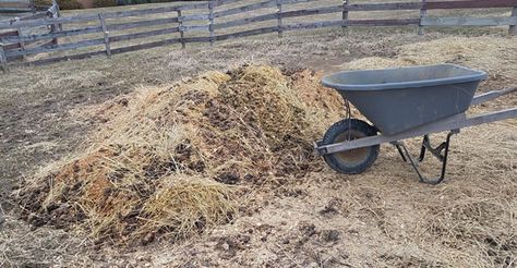 What To Do With Mini Donkey Manure | Mini Donkey University Donkey Stall Ideas, Donkey Enclosure, Minature Donkey, Donkey Care, Pet Donkey, Mini Donkeys, Manure Spreaders, Grass Hay, Farming Life