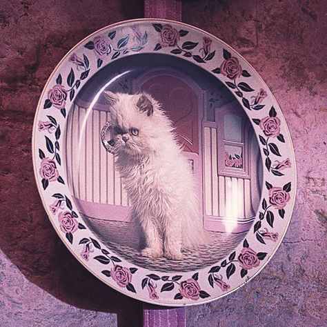 Professor Umbridge’s office was adorned with more than two hundred ceramic plates featuring the likenesses of cats. To create the moving images on them, forty cats were filmed for two solid days. The feline models even sported specially hand-knitted outfits to mark the occasion of their big-screen debuts! The filmed kittens were then digitally composited onto the plates in post-production. #HarryPotter Professor Umbridge, Knitted Outfits, Hogwarts Professors, Cat Plate, Dolores Umbridge, Harry Birthday, Moving Images, Newt Scamander, Burn Book