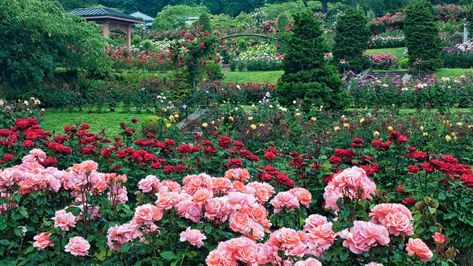 International Rose Test Garden Oregon Aesthetic, Rose Garden Landscape, Oregon Portland, Portland Travel, Washington Park, Rock Garden Landscaping, Garden Images, Better Homes And Garden, Garden Store