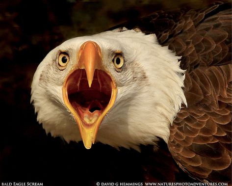 Bald eagle screaming.  Fierce eyes and a scary hooked beak! Bald Eagle Photo, David Hemmings, Haliaeetus Leucocephalus, Screaming Eagle, Patriotic Pictures, Call Of The Wild, Frozen In Time, Owl Bird, Bird Photo