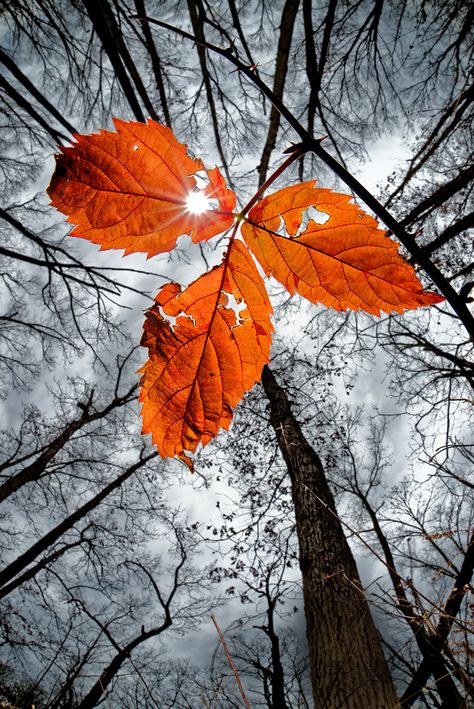 November Leaves | This was of course taken with a flash abov… | Flickr Stock Photography Ideas, Color Splash Photography, Leaf Photography, Splash Photography, Autumn Scenery, Foto Art, Photo Tree, Beautiful Scenery Nature, Fall Wallpaper