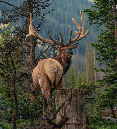 Elk Reference, Roosevelt Elk, Hangout Place, Elk Pictures, Moose Deer, Bass Fishing Shirts, Bull Moose, Bull Elk, Photography Wildlife