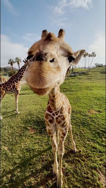 San Diego Zoo Safari Park on Instagram: "Look back at the babies who bombarded your feed this year. #2022recap #babyanimals #savingspecies #sdzsafaripark" San Diego Zoo Safari Park, Safari Park, San Diego Zoo, Instagram Look, Cuteness Overload, Baby Animals, San Diego, This Year, On Instagram