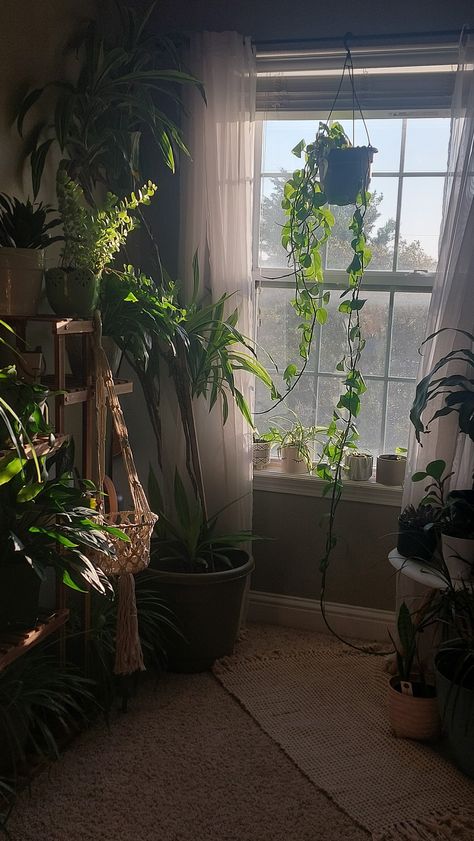 Indoor Plants Aesthetic, Grunge Bedrooms, Plant Bedroom Aesthetic, Bedroom Plants Decor, Houseplants Aesthetic Dark, Colorful Room Decor, Zen Room, Bedroom Plants, Inside Plants