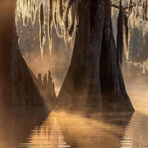 Explore Louisiana's Beaches Louisiana Beaches, Grand Isle Louisiana, New Orleans City Park, Southern Louisiana, Downtown New Orleans, Gulf Coast Beaches, Lake Pontchartrain, New Orleans City, Grand Isle