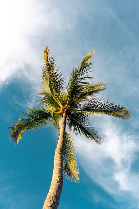 Coconut Palm Tree, Pine Island, Palm Trees Beach, Low Angle, Blue Backdrops, Beach Wallpaper, Tree Free, Coconut Tree, Photo Tree