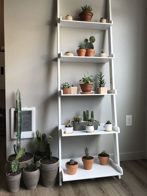 White ladder shelf with Cacti and Herbs and Succulents Cactus Shelf Ideas, Succulent Shelf Indoor, Ladder Shelf Plants, Cactus Shelf, White Ladder Shelf, Succulent Shelf, Shelf Aesthetic, Corner Shelf Unit, Cacti Garden