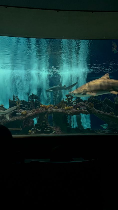 Shark Tank Aquarium, Big Home Aquarium, Shark Collage, Shark Aquarium Wallpaper, Giant Aquarium, Shark Aquarium, Shark Aquarium Home, Interactive Backgrounds, Dark Aquarium Aesthetic