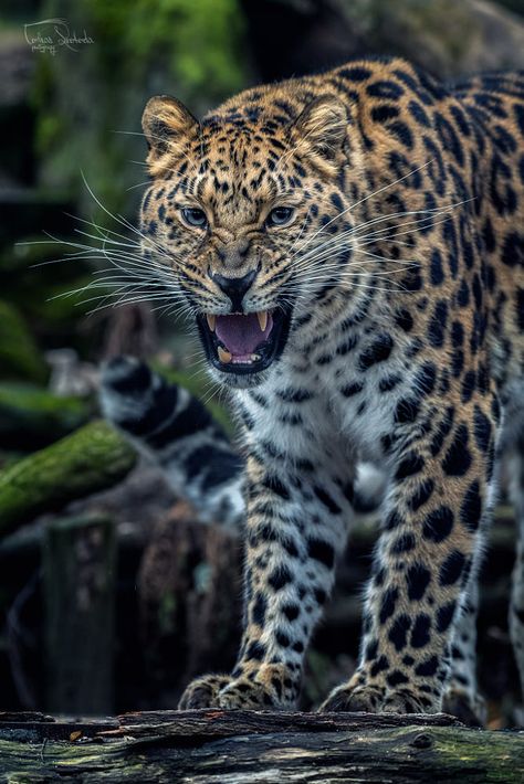 The Amur leopard (Panthera pardus orientalis) by Tomáš Svoboda / 500px Amur Leopard, Drawing Reference, Jaguar, Panther, Animals