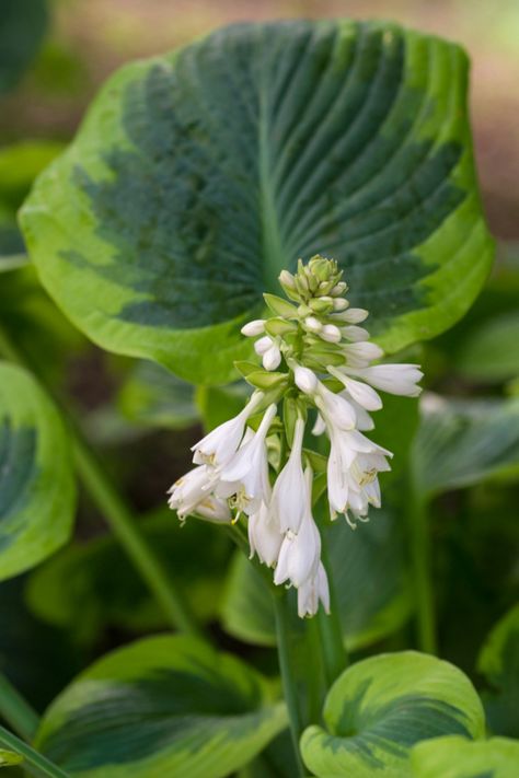 White Feather Hosta, Hosta Guacamole, Hosta Varieties, Hosta Plants, Border Plants, Big Leaves, Unique Plants, Lavender Flowers, Farm Gardens