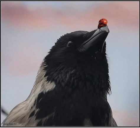 Crows And Ravens, Crow Pictures, Crows Drawing, American Crow, Tattoo Nature, Animals Tattoo, Raven Bird, Crow Bird, Jackdaw