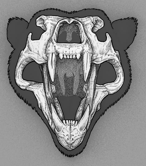 Bear Jaws Tattoo, Bear Mouth Tattoo, Moose Skull Tattoo Design, Bear Skull Reference, Bear And Skull Tattoo, Half Bear Half Skull, Bear Skull Drawing, Grizzly Bear Skull, Bear Skull Tattoo