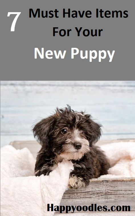 Puppy Schedule, Training A Puppy, Puppies Tips, Puppy Proofing, Puppy Sitting, Easiest Dogs To Train, Potty Training Puppy, Best Puppies, Puppy Training Tips