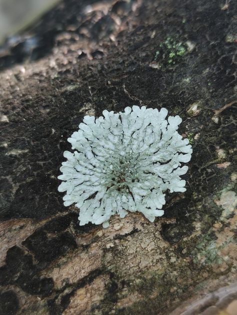 At the backyard, growing on a bark. It has a crusty and pale green appearance. This lichen spreads in a an almost-random pattern however, you can notice the root-like growth. The growth that occupies the all available space surrounding the center. Lichen can provide shelter for other organisms and for some serve as a food. Lichen On Rocks, Entangled Life, Tapestry Inspiration, Moss And Lichen, Painting References, Plant Jewelry, Random Pattern, Novel Study, Vascular Plant