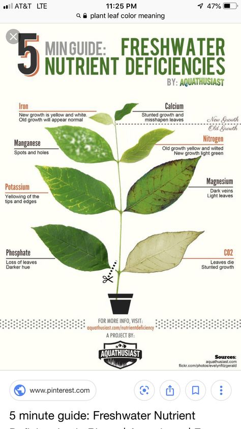 Plant Deficiencies, Tanaman Air, Freshwater Plants, Freshwater Aquarium Plants, Calcium Deficiency, نباتات منزلية, Plant Nutrients, Plant Problems, Aquaponics System