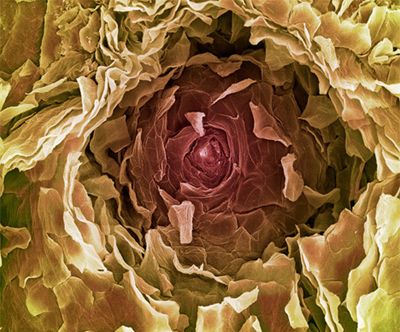 Inside Human Body, Microscope Images, Electron Microscope Images, Scanning Electron Microscope, Scanning Electron Micrograph, Integumentary System, Microscopic Photography, Micro Photography, Elliott Erwitt