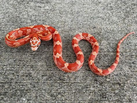 Corn Snake Terrarium Ideas, Snake Terrarium Ideas, Corn Snake Terrarium, Okeetee Corn Snake, Boop Noodle, Snake Pictures, Snakes For Sale, Snake Sculpture, Corn Snakes