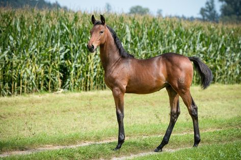 Warmblood Foal, Horse Reference, Horse Sketch, Dynamic Pose, Custom Horse, Horse Rider, Cuteness Overload, Ponies, Pose Reference