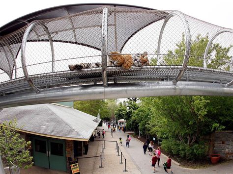 Image: An Amur Tiger lies down to relax in the Big Cat Crossing, a mesh-engineered passageway that crosses over the main visitor path inside the Philadelphia Zoo in Philadelphia, Pennsylvania. Tiger Exhibit, Animal Museum, Animal Enclosures, Zoo Map, Reptile Zoo, Zoo Design, Zoo Project, Zoo Architecture, Zoo Ideas