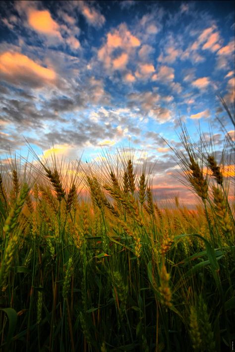 ~~Wheat Kings | sunset at the wheat fields, Maryhill, Ontario, Canada | by Paul Bruch~~ Clouds In The Sky, Nature Landscape, Juno, Country Life, Amazing Nature, Nature Pictures, Nature Photos, Nature Beauty, Pretty Pictures