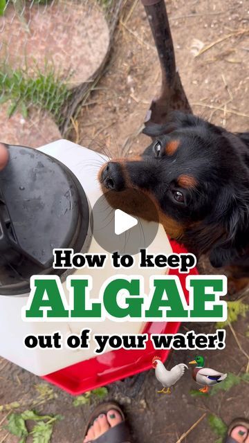 The Superior Gardener | Lindsey on Instagram: "This is the simple trick we use to keep algae out of our birds’ drinking water. (Can also be used for rain barrels too!)

#backyardchickens #chickenkeeping #gardening #gardener #howto #lifehacks #chickens #ducks #backyardducks" Birds Drinking Water, Backyard Ducks, Rain Barrels, Water Barrel, Rain Barrel, Water Can, Chickens Backyard, Simple Tricks, Drinking Water