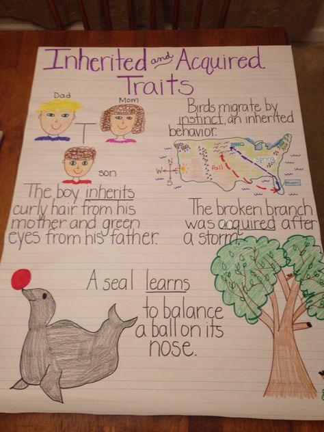 Inherited and Acquired Traits anchor chart Inherited And Acquired Traits Activities, Inheritance And Traits For 3rd Grade, Inherited Traits Anchor Chart, Inherited Traits 3rd Grade, Anchor Charts Science, Inherited Traits, 5th Grade Worksheets, Science Anchor Charts, Science Rules