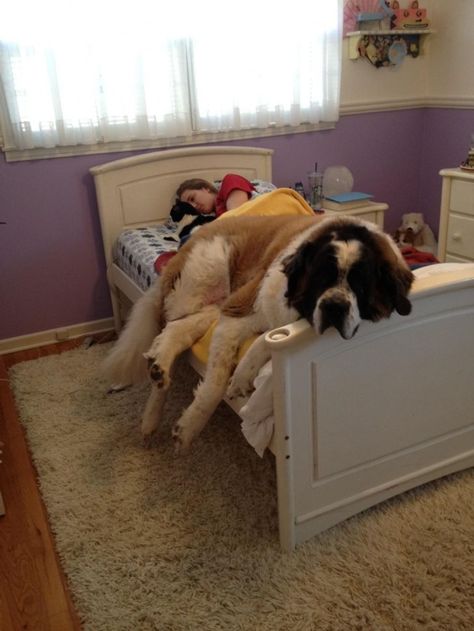 Las fotos de perros más simpáticas de todos los tiempos / Genial Sleepy Dogs, Huge Dogs, St Bernard Dogs, Bernard Dog, Funny Dog Pictures, Funny Animal Pictures, Dog Memes, Beautiful Dogs, Big Dogs